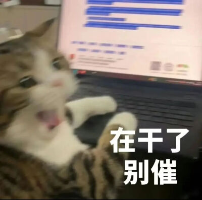 猫猫表情包