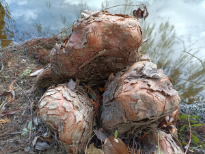 落羽杉的膝状呼吸根，生于水边，形态奇特！
