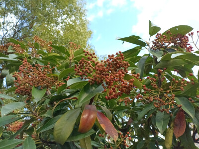 石楠的橙红果实缀满枝头，星星点点，明艳动人！