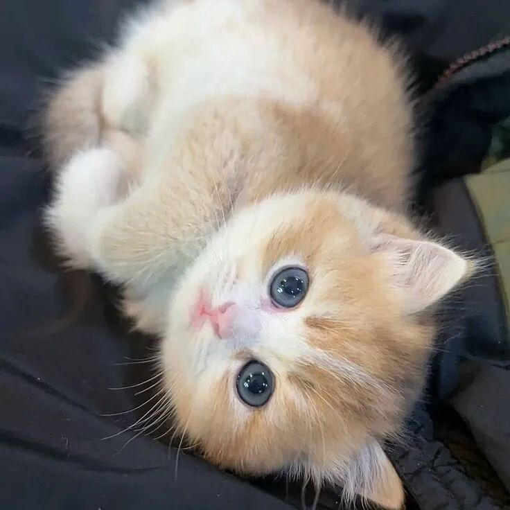 我是不会放弃收集这种图片的