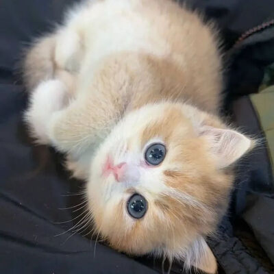 我是不会放弃收集这种图片的