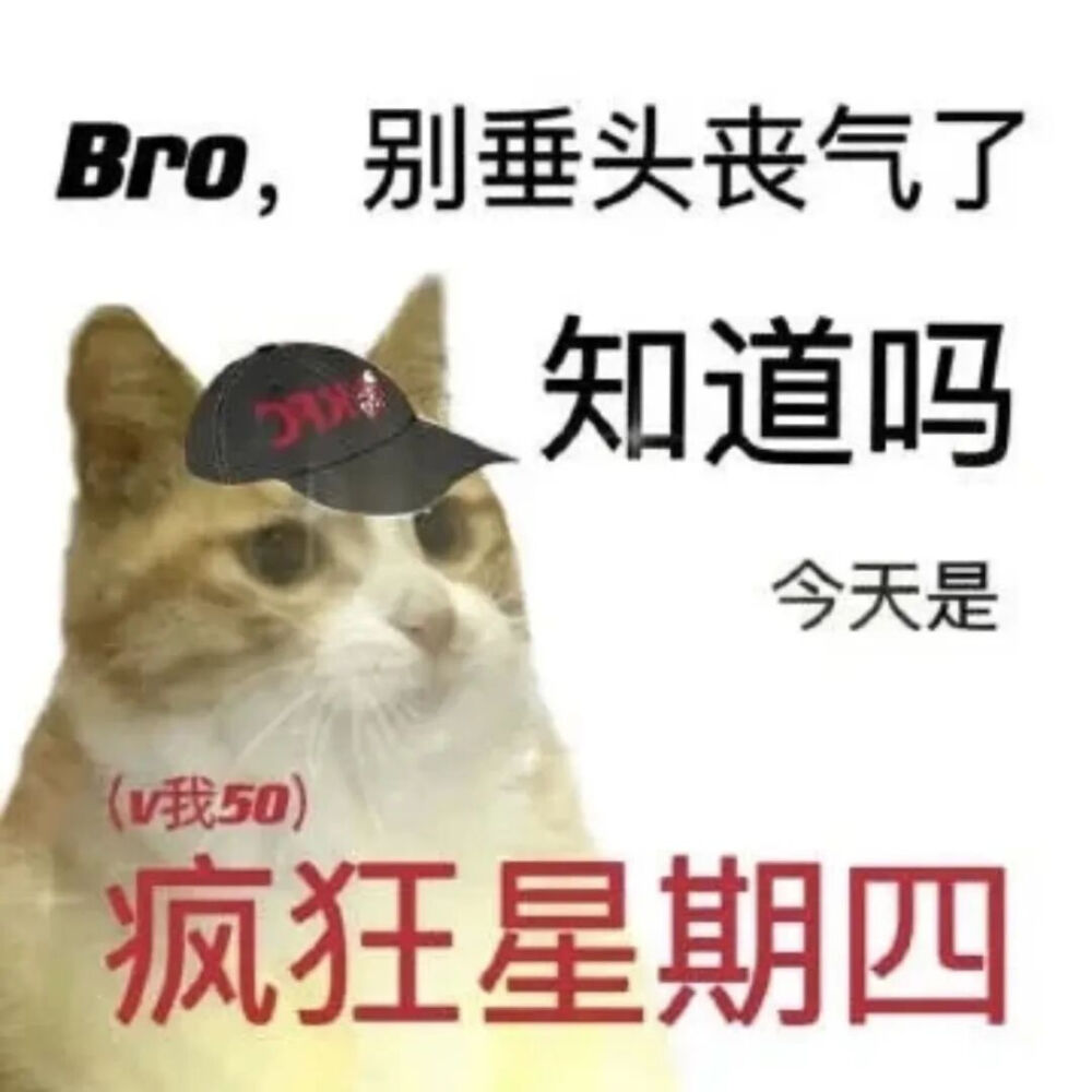 猫猫表情包