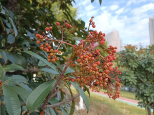 石楠的橙红果实缀满枝头，星星点点，明艳动人！