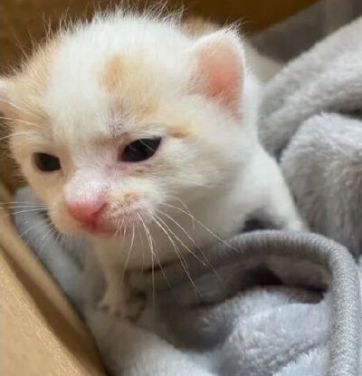 我是不会放弃收集这种图片的