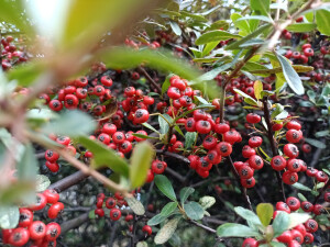 火棘红果缀满枝头，漂亮又喜庆！