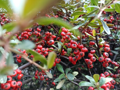 火棘红果缀满枝头，漂亮又喜庆！