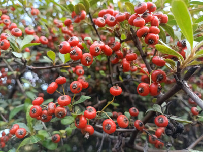 火棘红果缀满枝头，漂亮又喜庆！