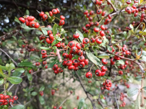 火棘红果缀满枝头，漂亮又喜庆！