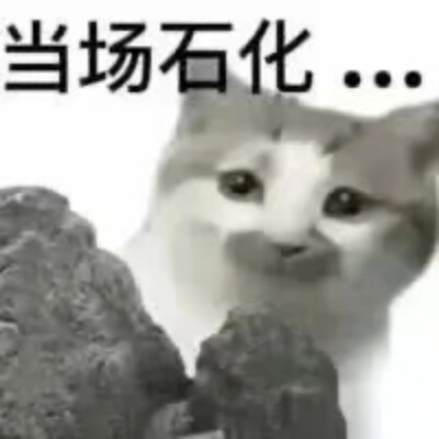 猫猫表情包