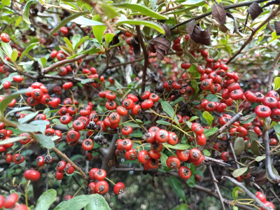 火棘红果缀满枝头，漂亮又喜庆！