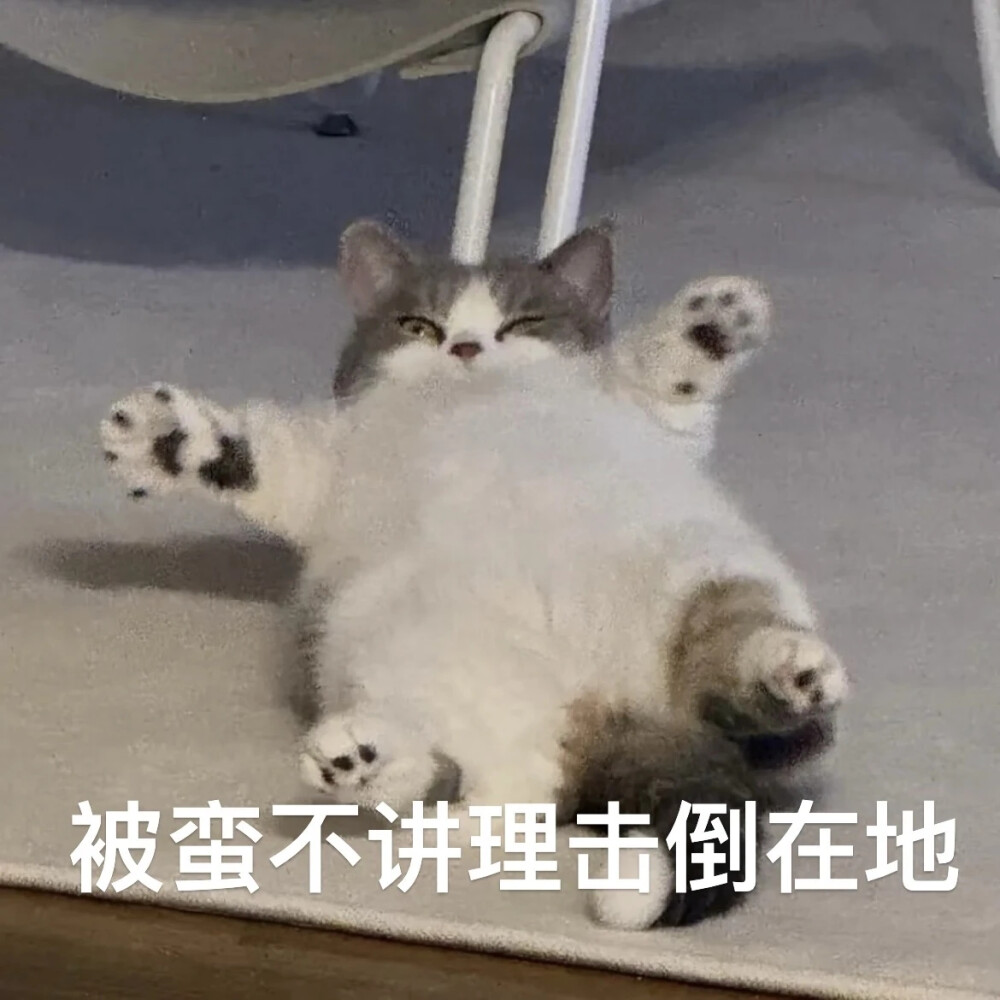 猫猫表情包