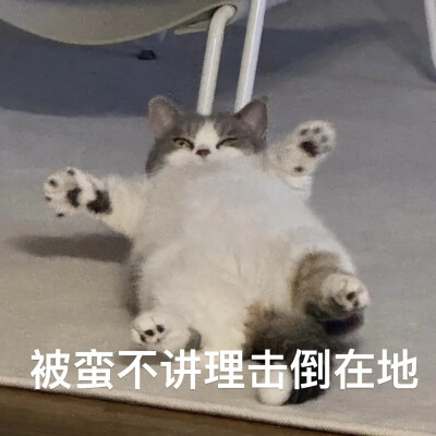 猫猫表情包
