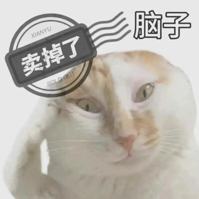 猫猫表情包
