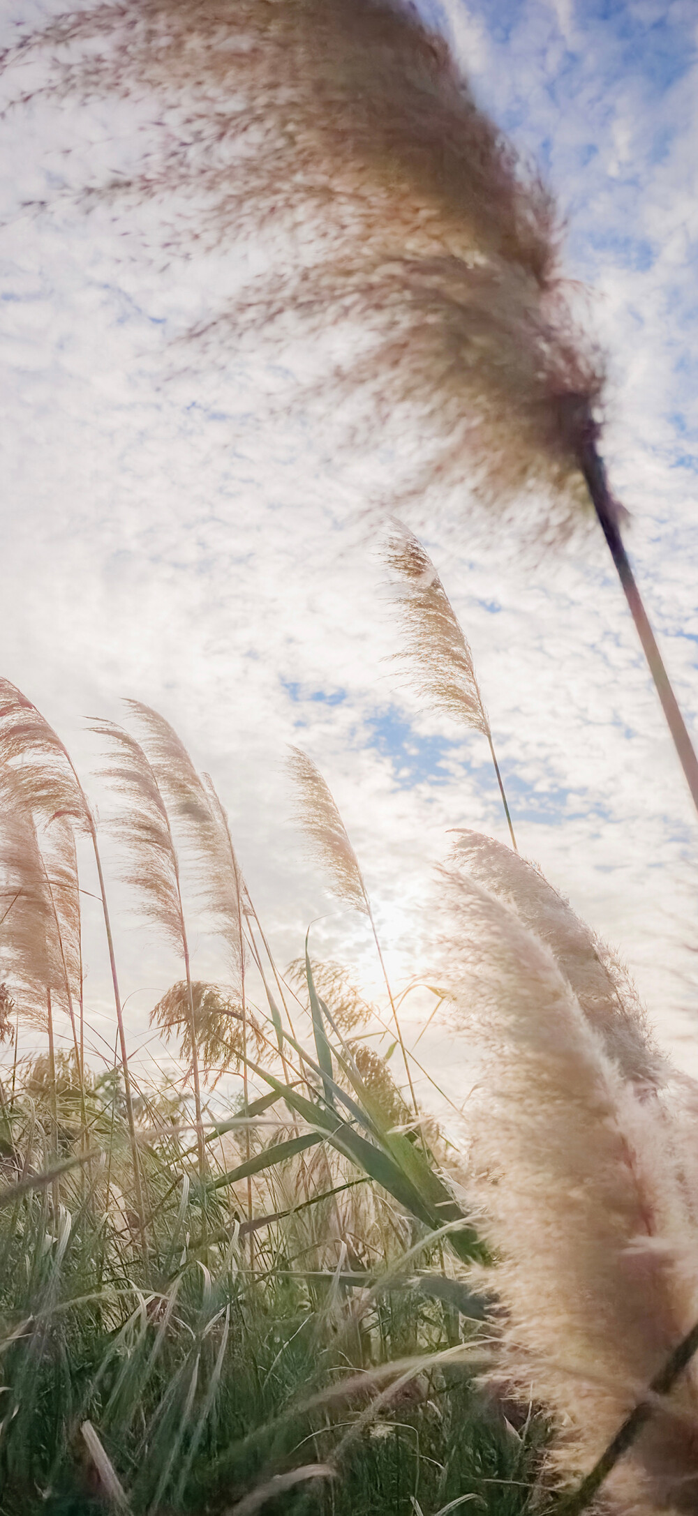 手机壁纸 平铺壁纸