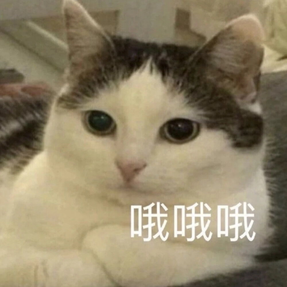 猫猫表情包