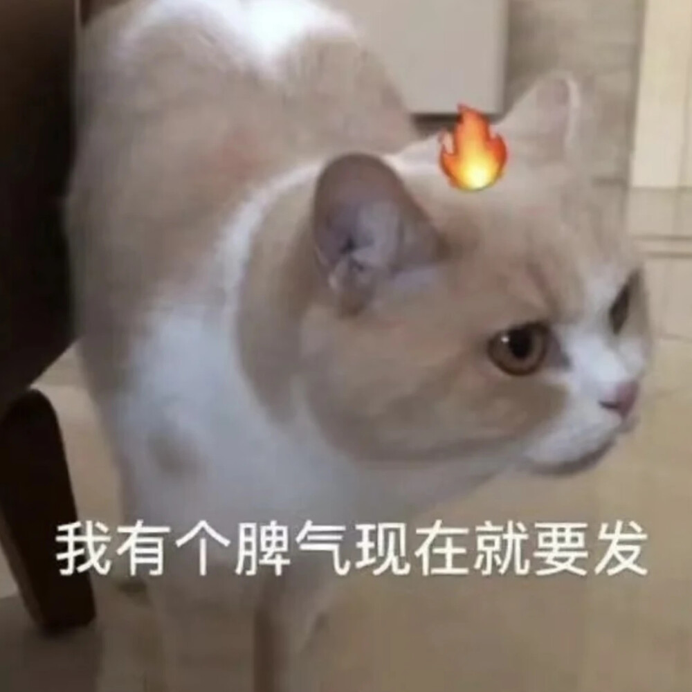 猫猫表情包