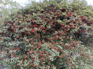 火棘红果缀满枝头，漂亮又喜庆！