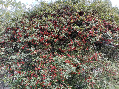 火棘红果缀满枝头，漂亮又喜庆！