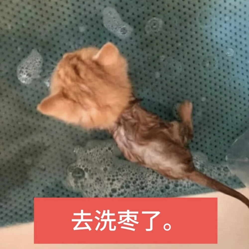 猫猫表情包