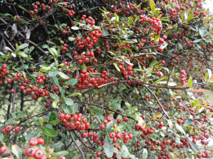 火棘红果缀满枝头，漂亮又喜庆！