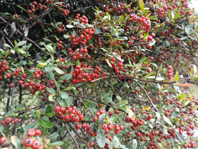 火棘红果缀满枝头，漂亮又喜庆！