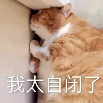 猫猫表情包