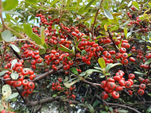 火棘红果缀满枝头，漂亮又喜庆！