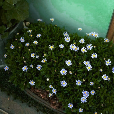 日常
我们为体验这些可怜的、美妙的、灿烂的感觉而活。