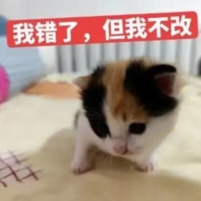 猫猫表情包