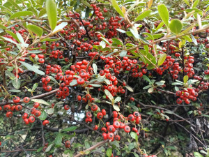 火棘红果缀满枝头，漂亮又喜庆！