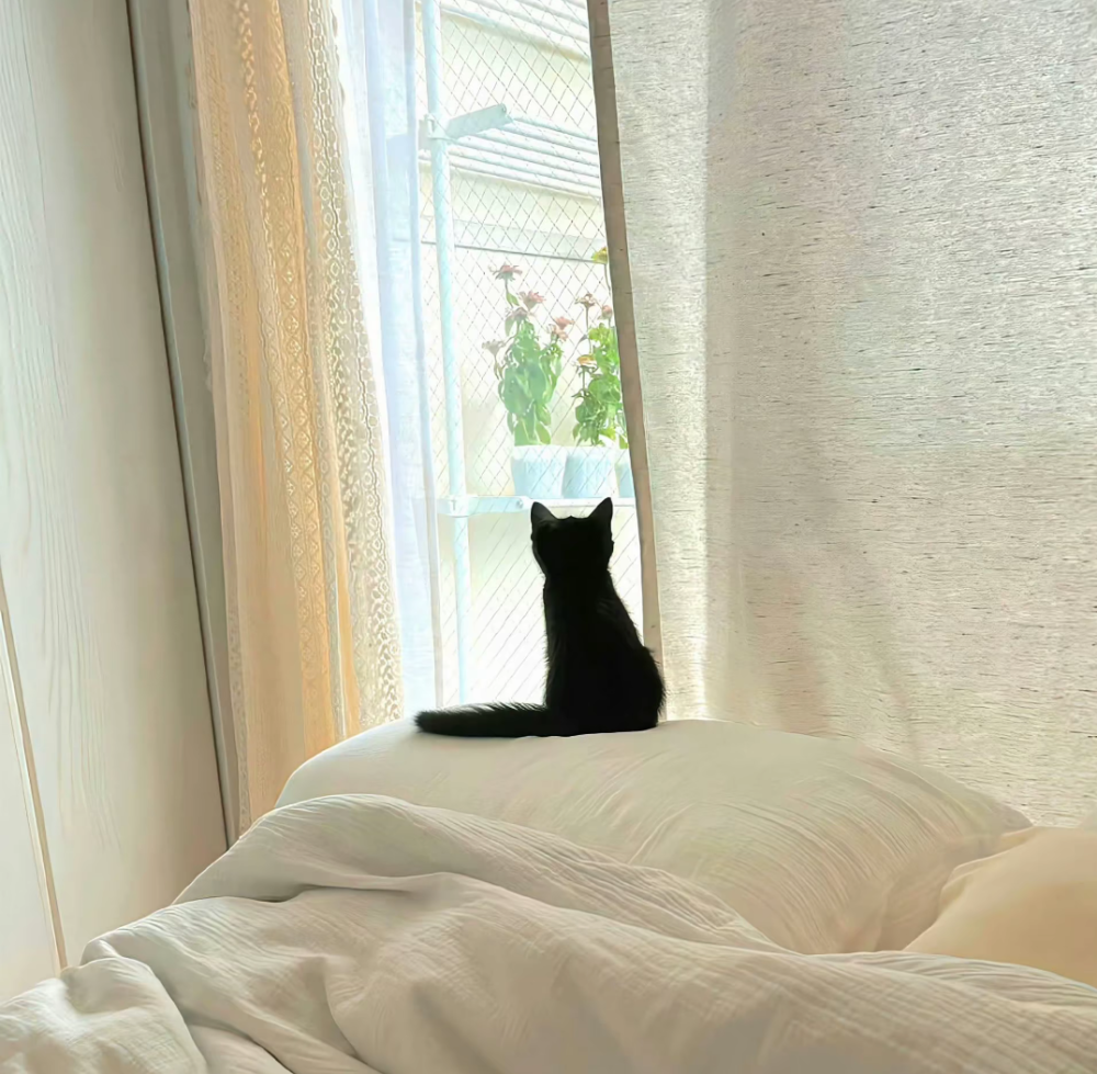 什么都是短暂的 只有怀念和失去才是最漫长的