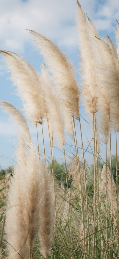 手机壁纸 平铺壁纸