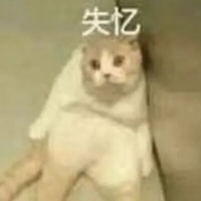 猫猫表情包