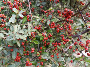 火棘红果缀满枝头，漂亮又喜庆！