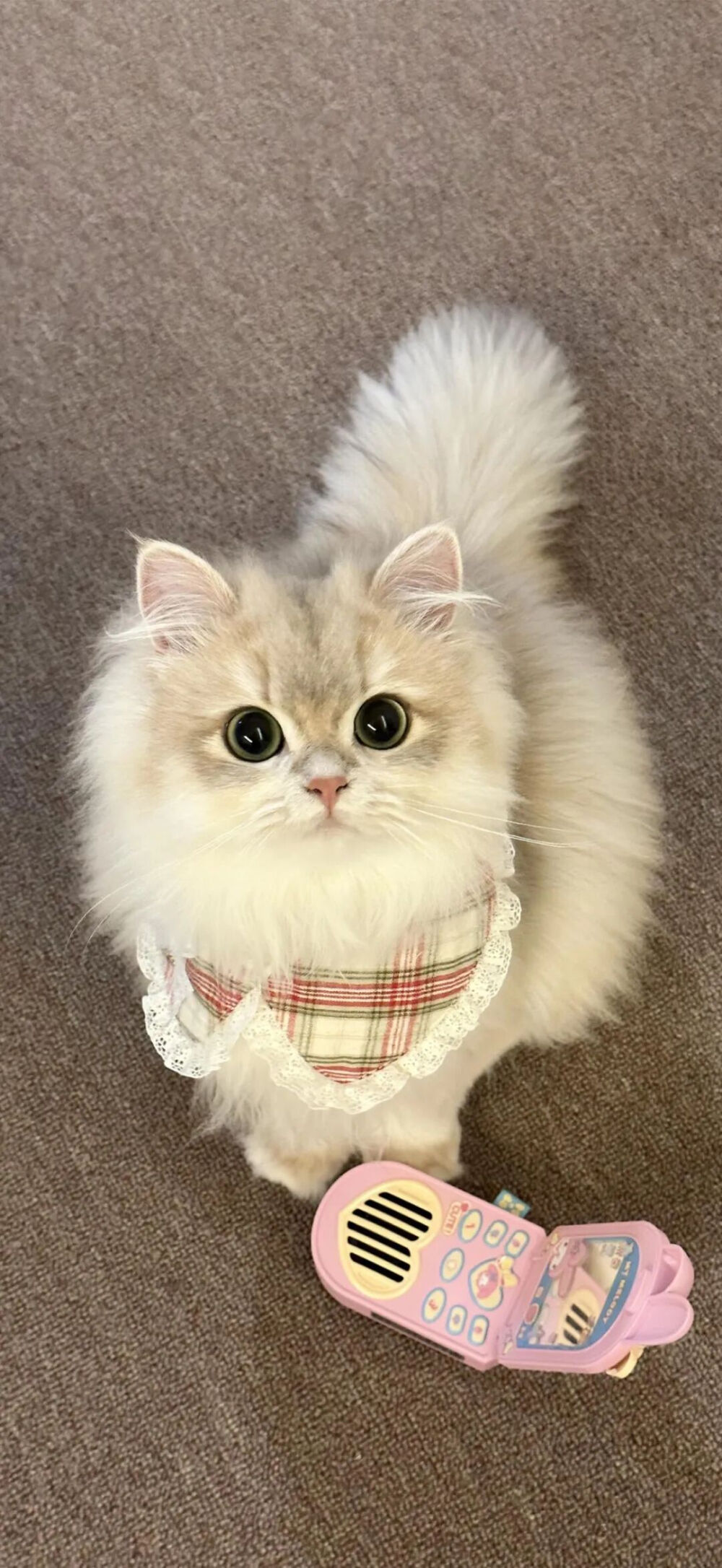 我是不会放弃收集这种图片的