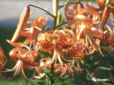 卷丹 （学名：Lilium lancifolium）它都不是萱草，是百合科百合属的，也叫虎皮百合，卷丹的鳞茎是重要的食材与药材，与兰州百合、龙牙百合齐名，所以要吃它的话，不要吃花，要吃下面的根哦！