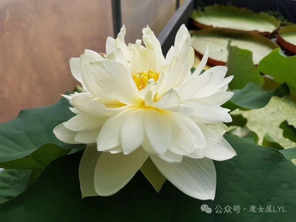 Nelumbo Nucifera 'High Cotton