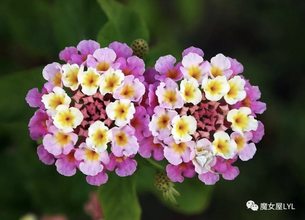 马缨丹（学名：Lantana camara），别称五色梅、七色梅、五龙兰、如意草、五彩花、臭草、臭金凤、五雷丹、五色绣球、变色草等，客家人称之为绵鼻公花。
