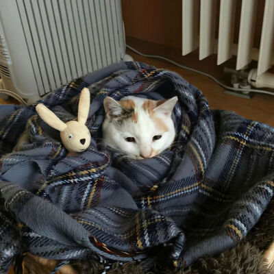 我是不会放弃收集这种图片的