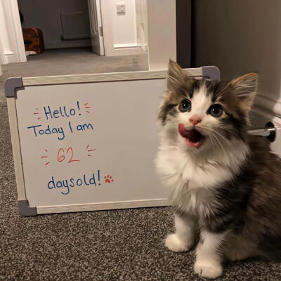 我是不会放弃收集这种图片的