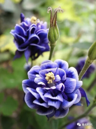 Aquilegia 'Winky Double Dark Blue & White