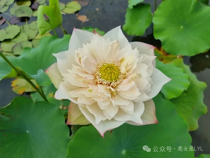 Lotus Nelumbo 'Blooming And Wealthy