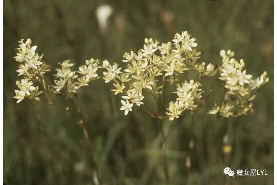 棋盘花属（学名：Zigadenus）是百合科下的一个属，为多年生、直立草本植物。该属共有15种，分布于北美和亚洲北部及东部。