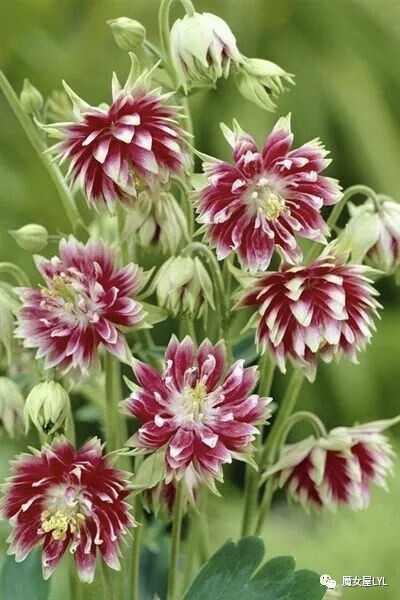 Aquilegia vulgaris 'Nora Barlow