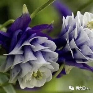 Aquilegia vulgaris 'Adelaide Addison