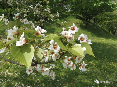 油桐（学名：Vernicia fordii）是大戟科中的一种落叶树（英语：deciduous tree），原产地为中国大陆南方、缅甸、越南北部。亦有很多俗名，如“油桐树”、“桐油树”、“桐子树”、“光桐”、“三年桐”、“罂子桐”…