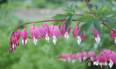 荷包牡丹（学名：Lamprocapnos spectabilis），又名兔儿牡丹、鱼儿牡丹、铃儿草、铃心草、璎珞牡丹、荷包花、蒲包花、土当归、活血草[2]、华鬘草（日本），是罂粟科荷包牡丹属的多年生草本植物，原产于中国北部，花…