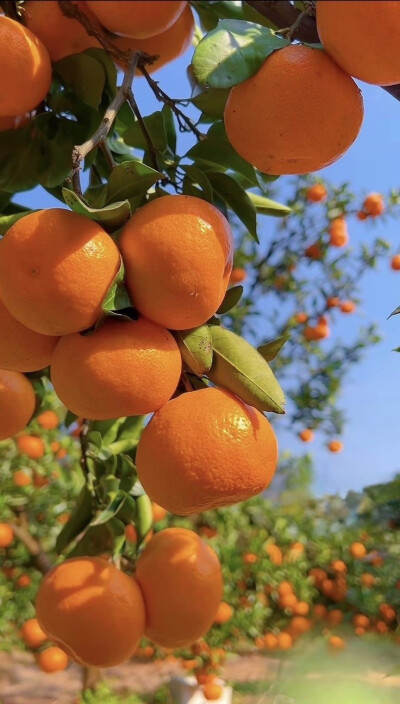 生活，一半烟火，一半诗意
柴米油盐，是凡尘俗世的烟火气。一粥一饭，皆是生活的美意。
