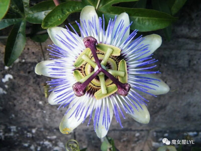 蓝花西番莲（学名：Passiflora caerulea），别名巴西耐寒西番莲，原产于巴西，是多年生草本藤本植物，比其他种类的西番莲有更高的耐寒性。本种因花色艳而成为园艺植物，各茎节上均长有卷须以作攀爬，是十分受欢迎的…