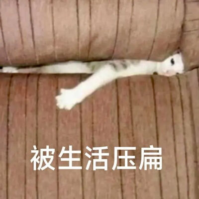 猫猫表情包